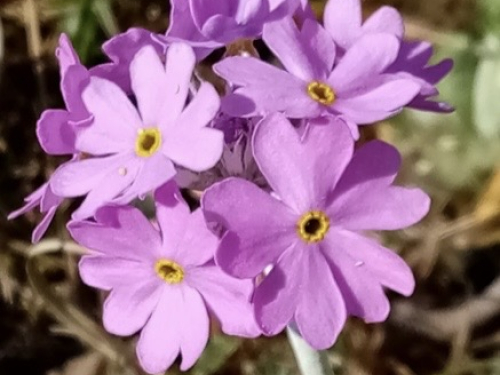 Bird's eye primrose