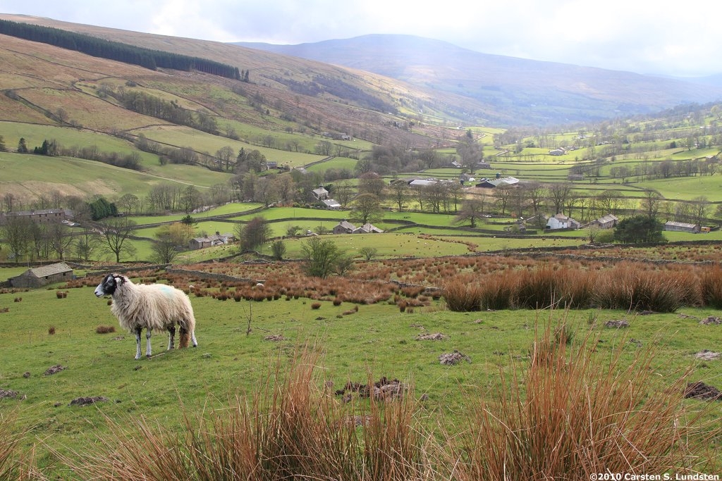 Photograph: A sheep with Dentdale beyond.